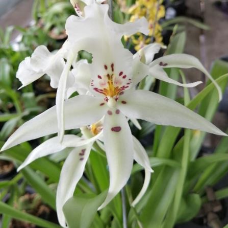 4 easy ways to turn your space into a mini-forest paradise if you