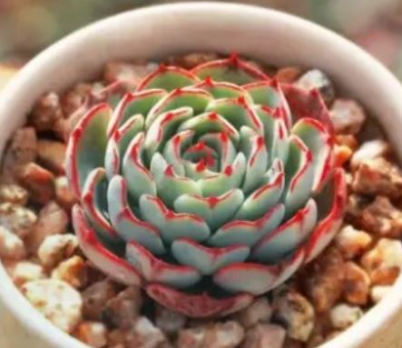 4 easy ways to turn your space into a mini-forest paradise if you