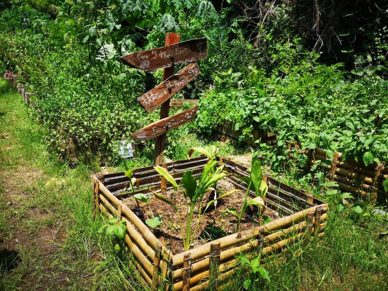 farewell concrete jungle, hello backyard jungle