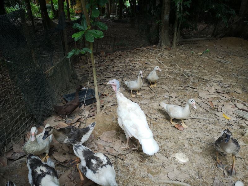 farewell concrete jungle, hello backyard jungle