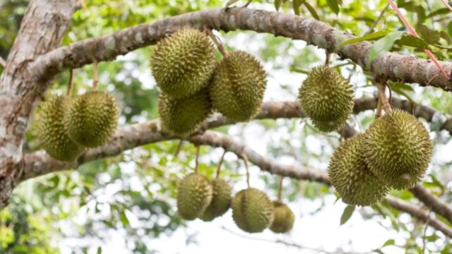 Thailand Government Allows People To Make Loans Using Trees, Including Durian & Jackfruit! 