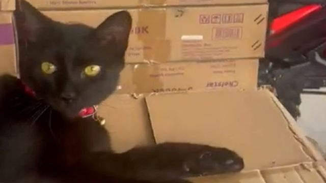 M’sian Shares How His Cat Sneaks Into Delivery Van And Was Sent Back Home 4 Hours Later
