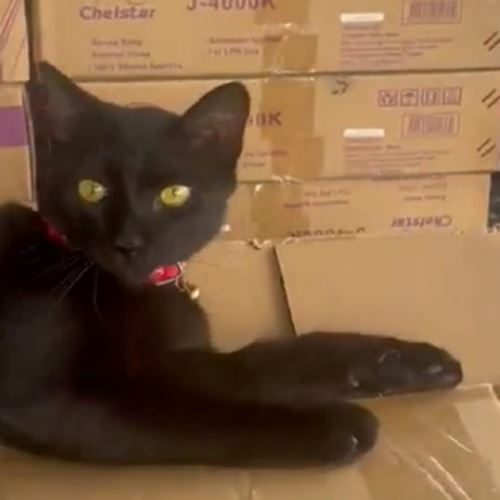M’sian Shares How His Cat Sneaks Into Delivery Van And Was Sent Back Home 4 Hours Later