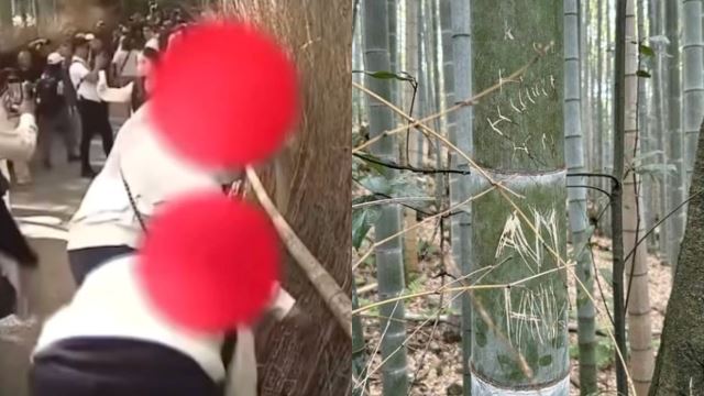 Malaysians Caught Scratching Bamboo in Kyoto and Netizens Are Not Impressed