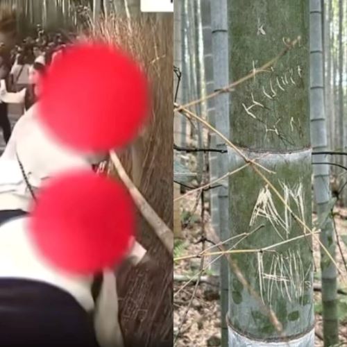 Malaysians Caught Scratching Bamboo in Kyoto and Netizens Are Not Impressed