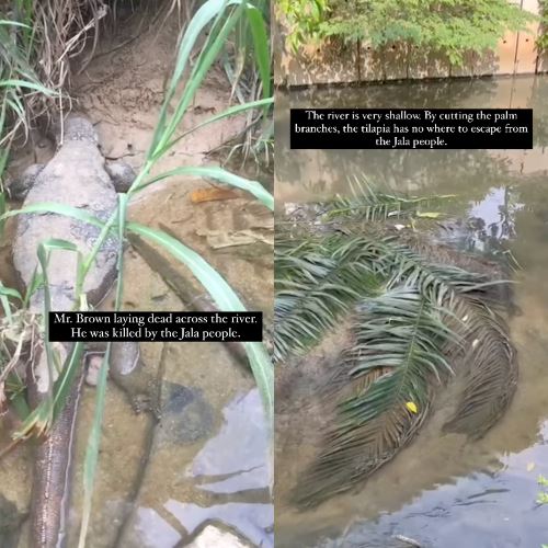 Uncle Yen Took To Instagram Pleading Malaysians To Stop Killing Animals In His Urban Orchard