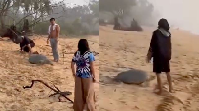 Authorities Crack Down After Turtle Disturbance Caught on Camera in Cherating