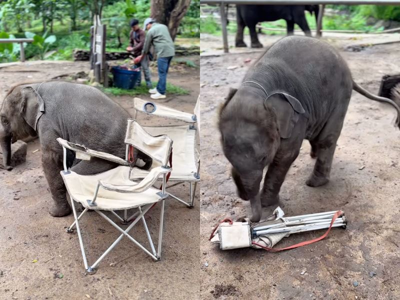video of playful baby elephant trying (and failing) to sit goes viral, wins hearts online!