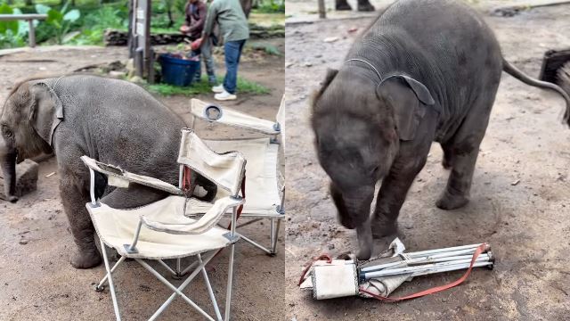  Video of Playful Baby Elephant Trying (and Failing) to Sit Goes Viral, Wins Hearts Online!