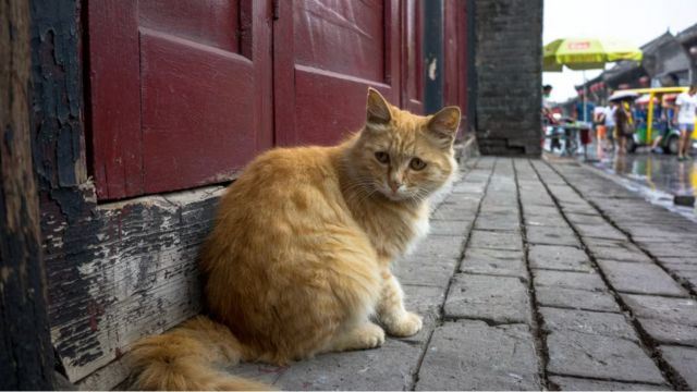Chinese Man Plans to Leave All His Wealth to Person Who Promises to Look After His Cat