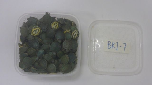 KLIA Officers Catch Foreigner With Luggage Full of Turtles Worth RM348,000