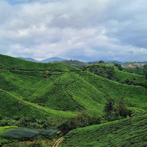 Cameron Highlands Named Asia’s No. 1 Rural Getaway, Beating Destinations in Japan and Thailand