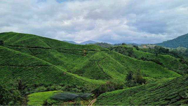 Cameron Highlands Named Asia’s No. 1 Rural Getaway, Beating Destinations in Japan and Thailand