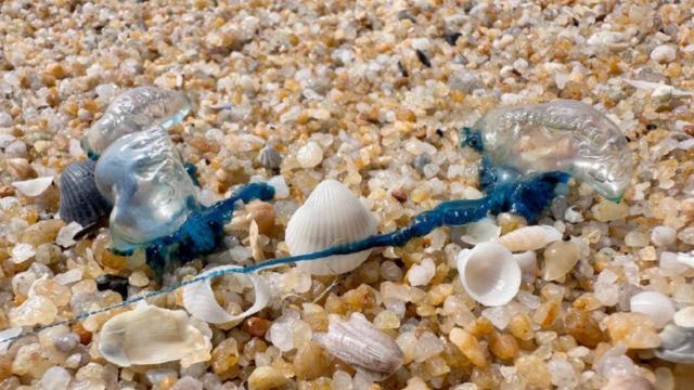 After Jellyfish Incident, Malaysian Authorities Share Safety Tips, “Don’t Pee on It!”