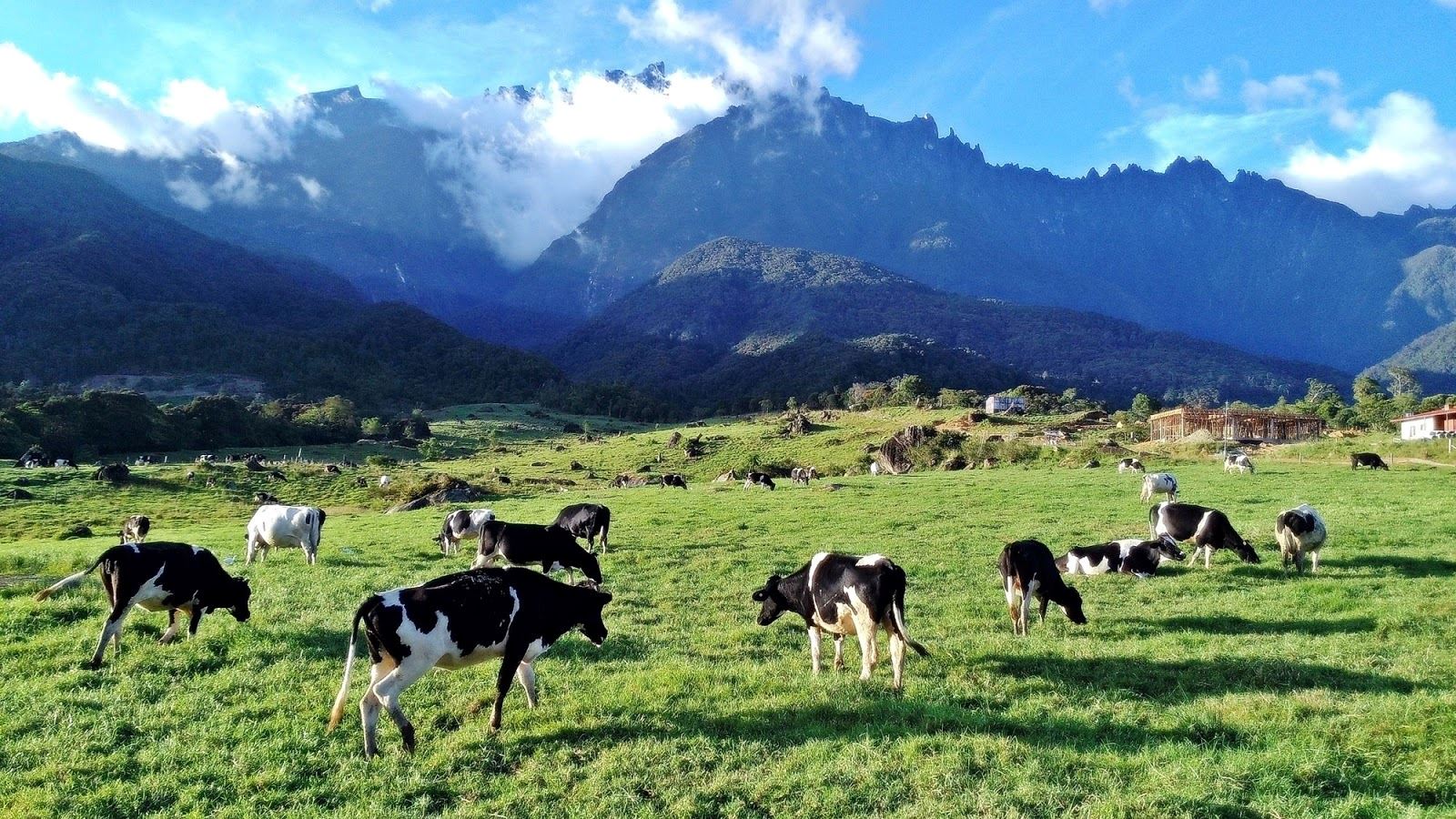 desa cattle dairy farm kundasang seakan berada di new zealand!