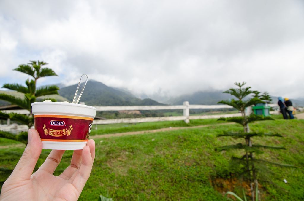desa cattle dairy farm kundasang seakan berada di new zealand!