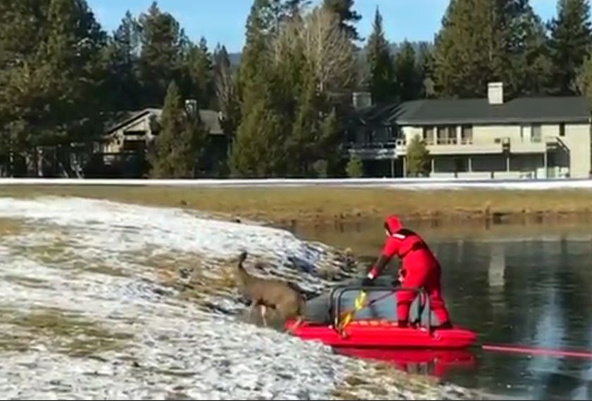 rusa tersesat di kolam beku diselamatkan