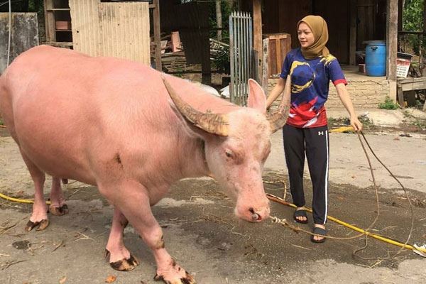 gadis bersama kerbau warna pink viral dan jadi perhatian ramai