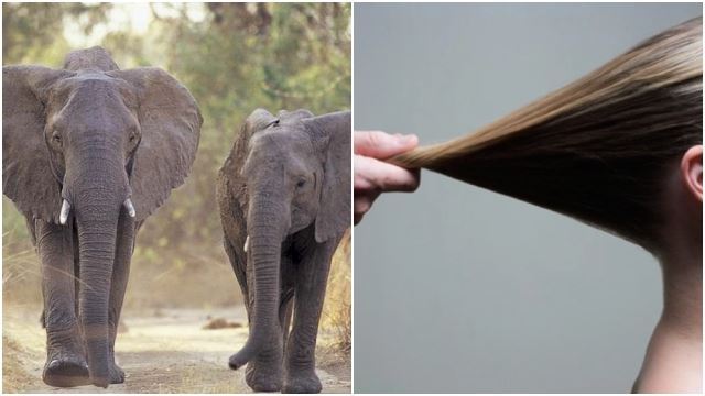 percaya tak sebenarnya rambut kita boleh menampung berat 2 ekor gajah?