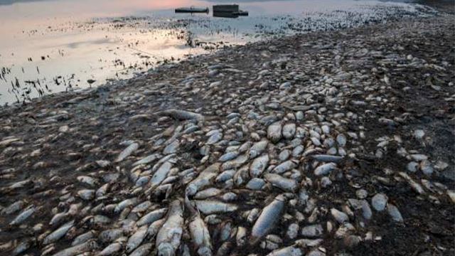 disebabkan suhu meningkat mendadak, puluhan ribu ikan mati di greece