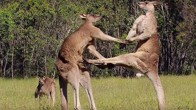 amukan kangaroo hampir membawa maut