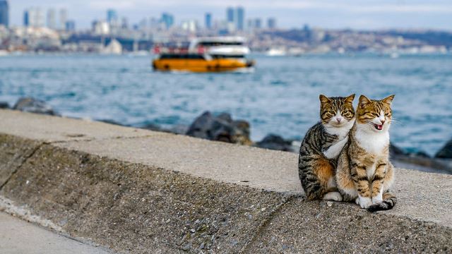 pelancong ini sungguh bertuah apabila mengambil kucing sedang melakukan aksi yang rare