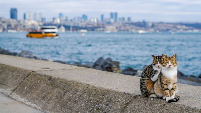 pelancong ini sungguh bertuah apabila mengambil kucing sedang melakukan aksi yang rare