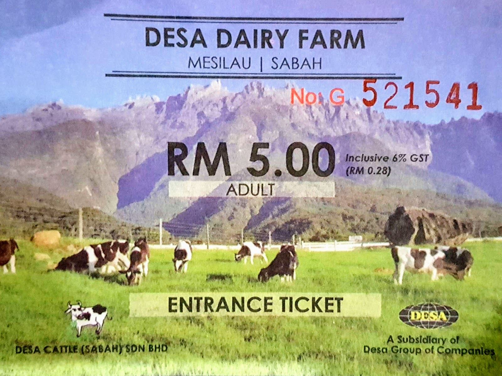 desa cattle dairy farm kundasang seakan berada di new zealand!