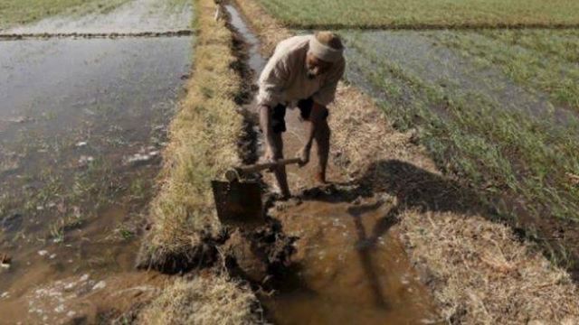 petani jual buah pinggang selepas bank tolak permohonan pinjaman