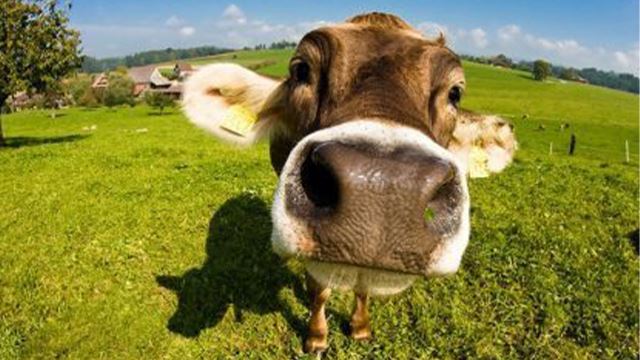 perkara-perkara sunat amalan qurban yang mudah dan boleh dilakukan