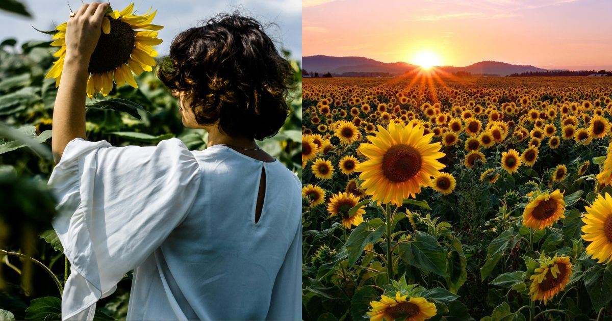 Di Sebalik Simetri Bunga Matahari: Tanda Kebesaran Allah