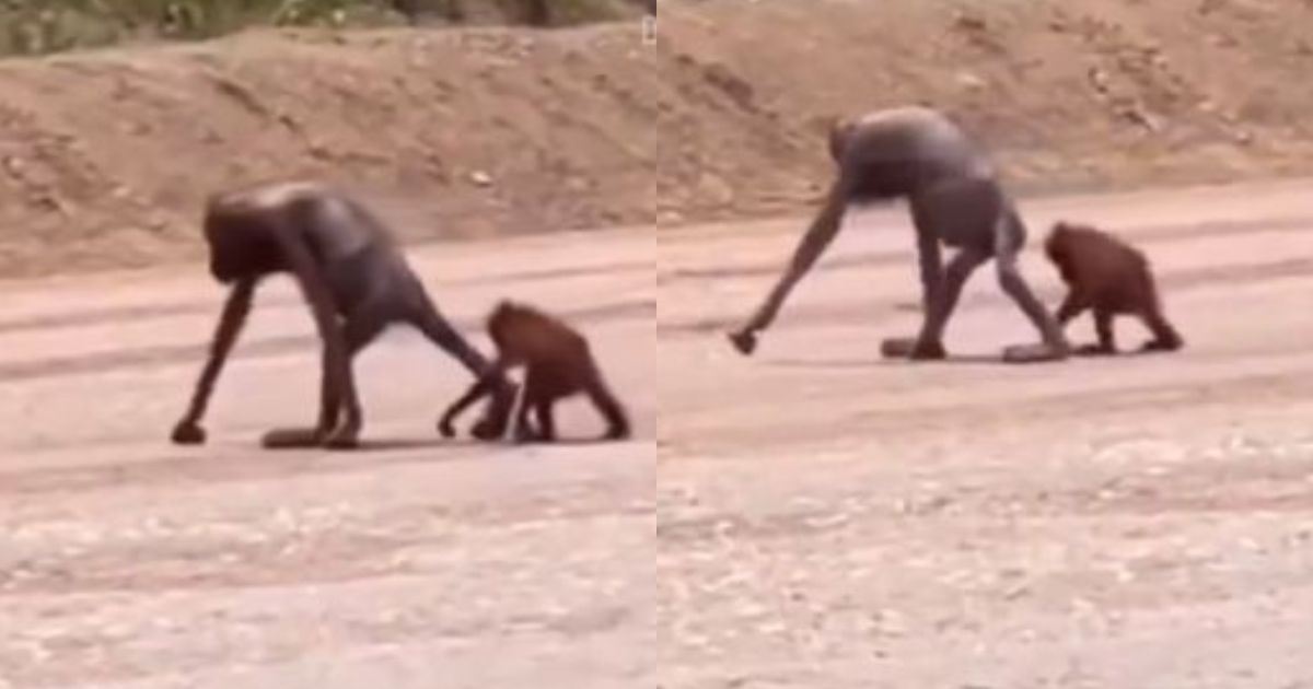 [VIDEO] Rakaman Menyayat Hati: Orang Utan Ibu & Anak Dilihat Amat Kurus dan Lemah