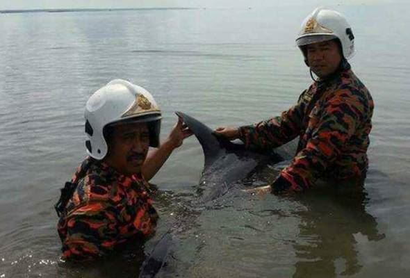 doplhin muncul di lahad datu?