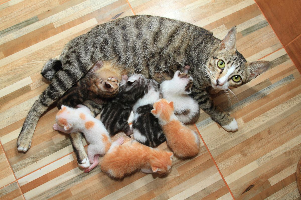 terkena susu kucing? jatuh hukum najis atau suci menurut islam?