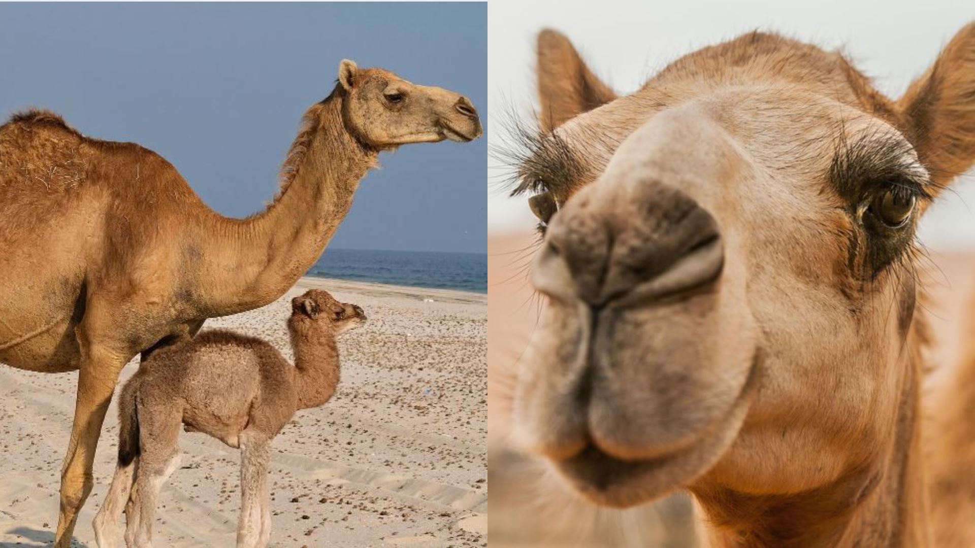 Arab Saudi Perkenalkan Pasport Khas Untuk Unta